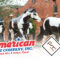 American Hat Company american paint horse association